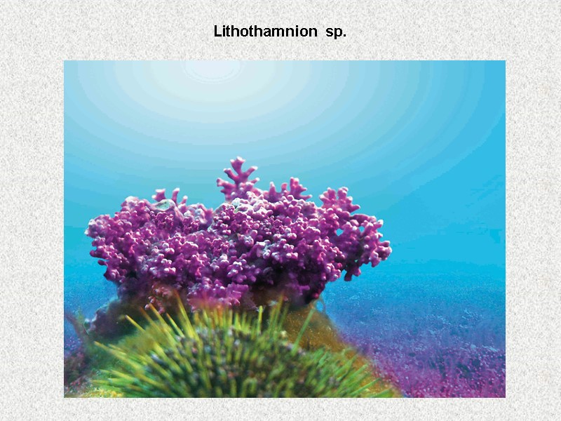 Lithothamnion sp.